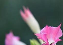 烟草花的功效与作用及药用价值 烟草花的功效与作用及药用价值及禁忌