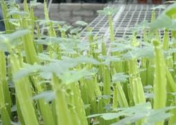 方茎青紫葛的功效与作用（方茎青紫葛具体的食用方法）