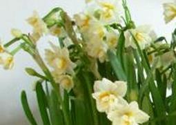 水仙花和大蒜的区别 水仙花和大蒜的区别在哪里