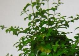 山指甲盆景图片（指甲花盆景）