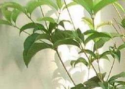 怎样嫁接桂花 怎样嫁接桂花树