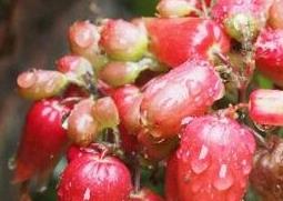 毛灯笼花的养殖方法和注意事项（毛灯笼花的养殖方法和注意事项的视频）