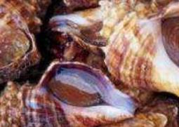 海螺怎么洗最快最干净（海螺怎么洗最快最干净图解）