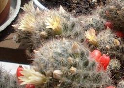 松霞的功效与作用（松霞的功效与作用及禁忌）