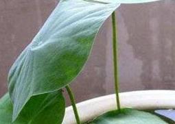 水培睡莲如何操作 睡莲能不能直接水培