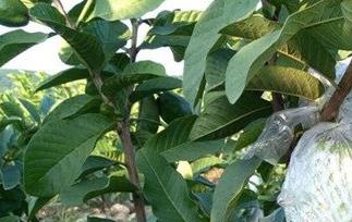 红心果的功效与作用 西藏红心果的功效与作用