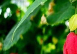 蔓性风铃花的养殖方法和注意事项