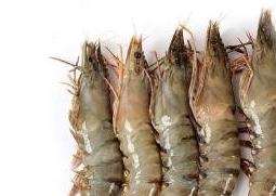 冰冻黑虎虾营养价值 活冻黑虎虾的营养价值