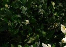 玳玳花的功效与作用（中药玳玳花的功效与作用）