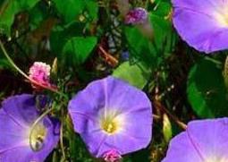 牵牛花的功效与作用 牵牛花的功效与作用及禁忌