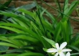 西南吊兰的功效与作用（西南吊兰的功效与作用及图片）