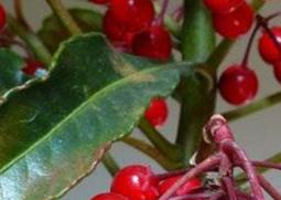 富贵籽和朱砂根的区别（朱砂根和富贵子一样吗?）