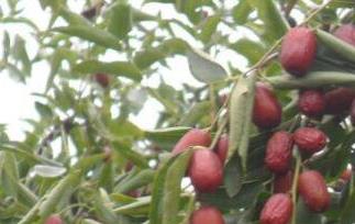 石枣子的功效与作用（石枣子的功效与作用主治）