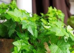 窄叶常春藤的养殖方法（花叶常春藤的养殖方法）