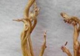 野生蝉花的功效和作用