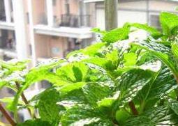 薄荷怎么养 薄荷怎么养 盆栽 水培