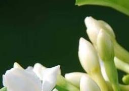 桅子花的养殖方法和注意事项有哪些 桅子花的养殖方法和注意事项有哪些图片