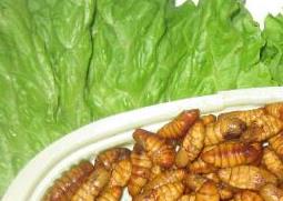 金丝蛹怎么做好吃 金丝蛹怎么做好吃的图片