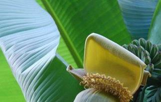 芭蕉怎么吃 芭蕉怎么吃好是好吃