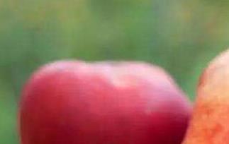 蟠桃的功效与作用（王母蟠桃的功效与作用）