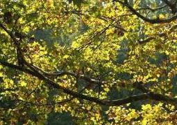 梧桐树的功效与作用（梧桐树的功效与作用图片）