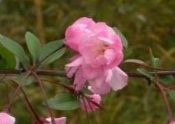 海棠花的养殖方法和注意事项有哪些（海棠花的养殖方法和注意事项养殖日记）