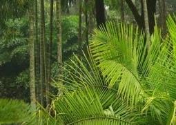 国王椰子的养殖方法 国王椰子的养殖方法和技术