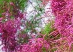 柽柳图片 柽柳图片和介绍