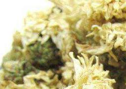 贡菊的功效与作用（金丝皇菊的功效与作用）