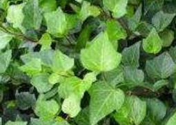 常青藤怎么养(常春藤怎么养护 常春藤怎么长得更好)