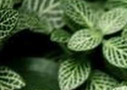 网纹草如何养殖（网纹草养殖方法和注意事项视频）