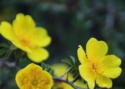 野生黄刺玫的功效与作用