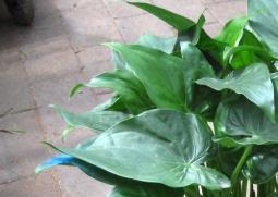 千手观音植物叶子发黄怎么养 水养千手观音叶子发黄下垂