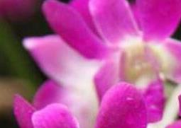 石斛兰的功效与作用 石斛兰的功效与作用及禁忌症