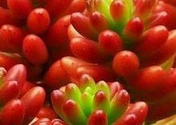 虹之玉的养殖方法和注意事项 虹之玉的养殖方法和注意事项简介