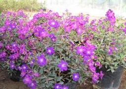 野牡丹的功效与作用（野牡丹的功效与作用 乙肝）