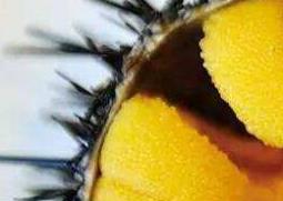 海胆的营养价值 海胆的营养价值及功效与作用禁忌