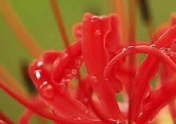 曼陀罗花的功效与禁忌 曼陀罗花的功效与禁忌是什么