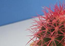 仙人球如何养殖 仙人球如何养殖?