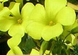 黄花酢酱草的功效与作用 黄花酢浆草的功效与作用