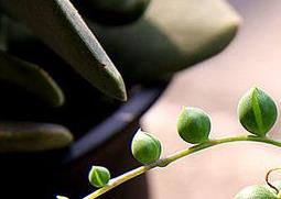 圆佛珠的养殖方法和注意事项（佛珠怎样种植与养护）