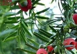 红豆杉如何养殖（红豆杉如何养殖视频）