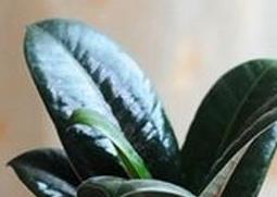 黑金刚的栽培养护方法（黑金刚怎么栽培）