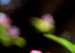 大海棠树如何养殖（大海棠树如何养殖视频）