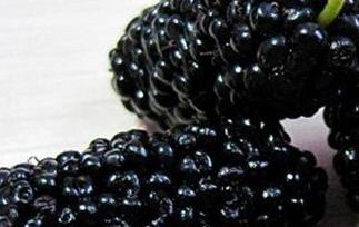 黑桑葚泡酒的功效与作用 黑桑葚泡酒的功效与作用及食用禁忌