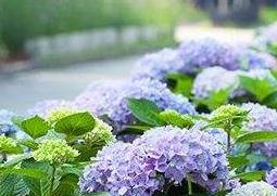 绣球花的养殖方法和注意事项有哪些 绣球花养殖方法与技巧