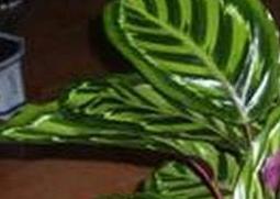 袖珍也门铁的养殖方法和注意事项 也门铁怎么养