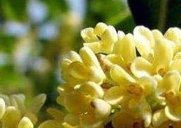 新鲜桂花怎么做干桂花 新鲜桂花怎么做干桂花视频