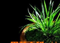 凤尾竹的如何养 凤尾竹的如何养护