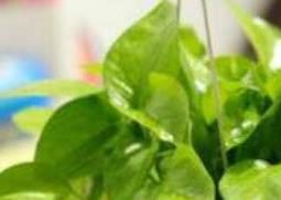 绿萝叶子变黄的原因 绿萝叶子变黄的原因鉴别